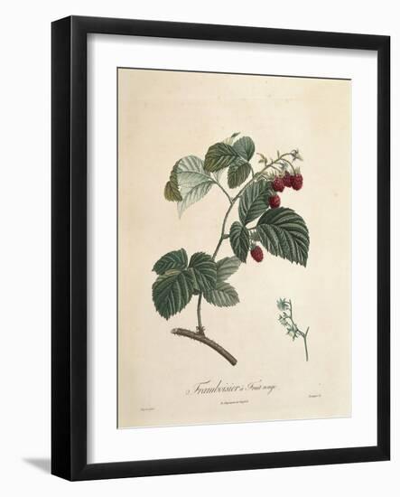 Raspberry-Pierre Joseph Redoute-Framed Giclee Print