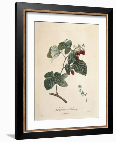Raspberry-Pierre Joseph Redoute-Framed Giclee Print