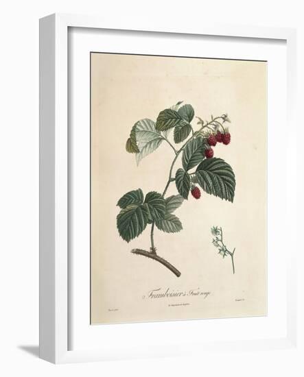 Raspberry-Pierre Joseph Redoute-Framed Giclee Print