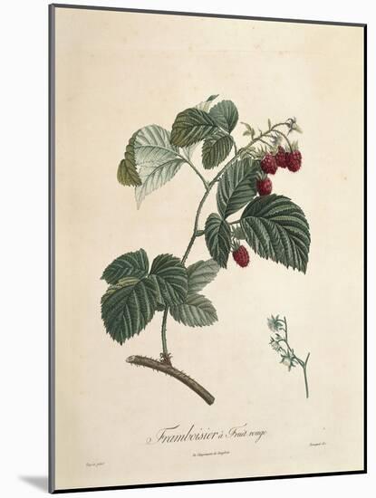 Raspberry-Pierre Joseph Redoute-Mounted Giclee Print