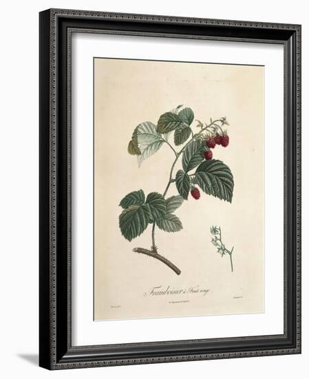 Raspberry-Pierre Joseph Redoute-Framed Giclee Print