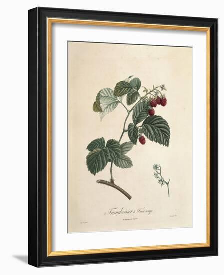 Raspberry-Pierre Joseph Redoute-Framed Giclee Print