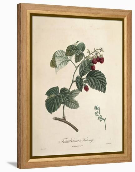 Raspberry-Pierre Joseph Redoute-Framed Premier Image Canvas