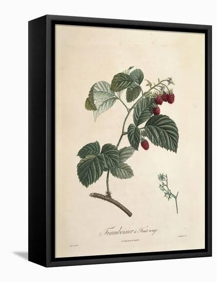 Raspberry-Pierre Joseph Redoute-Framed Premier Image Canvas