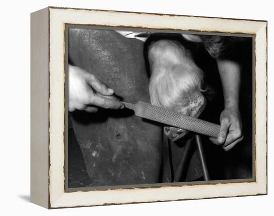 Rasping a Hoof-null-Framed Premier Image Canvas