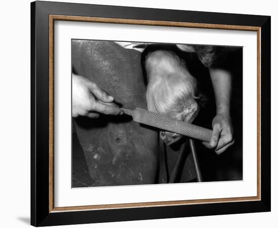 Rasping a Hoof-null-Framed Photographic Print