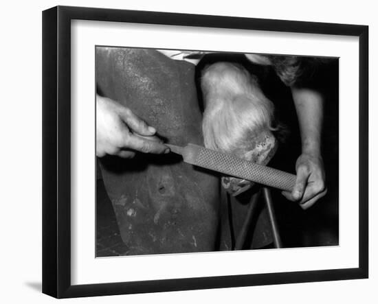 Rasping a Hoof-null-Framed Photographic Print