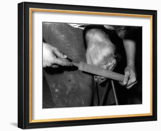 Rasping a Hoof-null-Framed Photographic Print