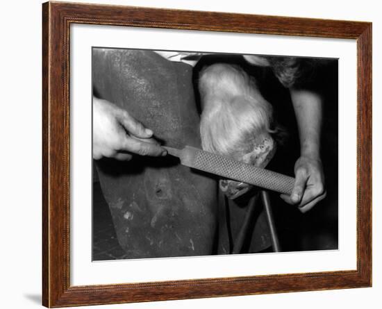 Rasping a Hoof-null-Framed Photographic Print