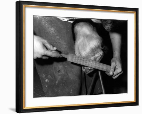 Rasping a Hoof-null-Framed Photographic Print