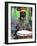 Rasta Jamaican Reggae Performer, St. John, Antigua-Bill Bachmann-Framed Photographic Print