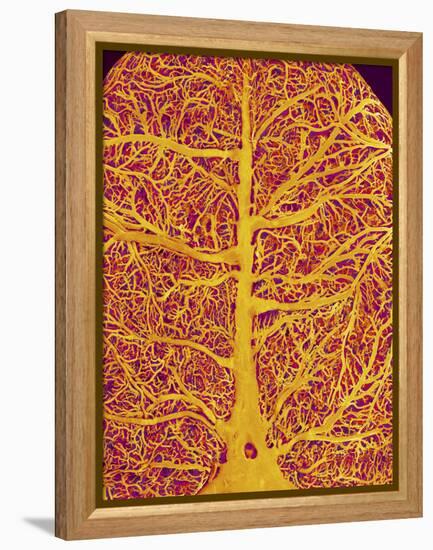 Rat Brain Blood Vessels, SEM-Susumu Nishinaga-Framed Premier Image Canvas