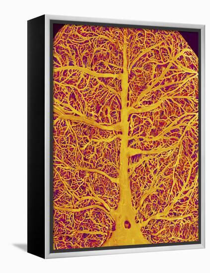 Rat Brain Blood Vessels, SEM-Susumu Nishinaga-Framed Premier Image Canvas