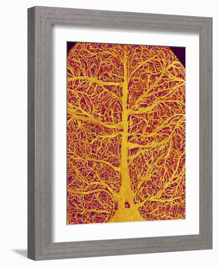 Rat Brain Blood Vessels, SEM-Susumu Nishinaga-Framed Photographic Print