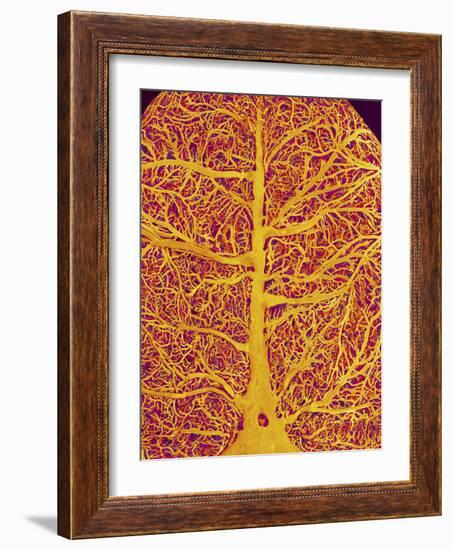 Rat Brain Blood Vessels, SEM-Susumu Nishinaga-Framed Photographic Print