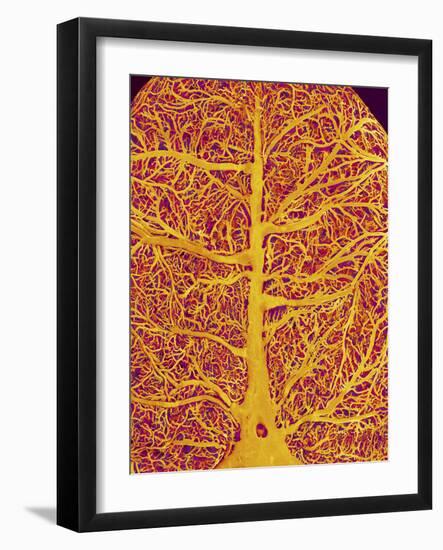 Rat Brain Blood Vessels, SEM-Susumu Nishinaga-Framed Photographic Print