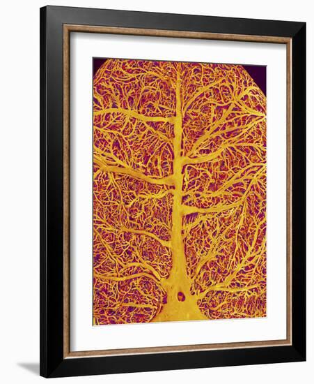 Rat Brain Blood Vessels, SEM-Susumu Nishinaga-Framed Photographic Print