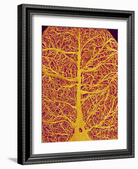 Rat Brain Blood Vessels, SEM-Susumu Nishinaga-Framed Photographic Print