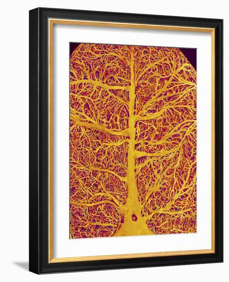 Rat Brain Blood Vessels, SEM-Susumu Nishinaga-Framed Photographic Print