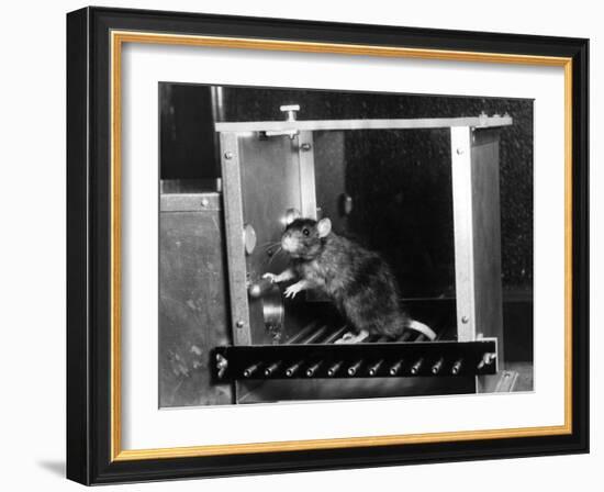 Rat in Skinner box-Science Source-Framed Giclee Print