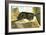 Rat Leaving a Ship-English School-Framed Giclee Print