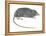 Rat Opossum (Caenolestidae), Shrew Opossum, Marsupial, Mammals-Encyclopaedia Britannica-Framed Stretched Canvas