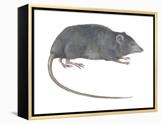 Rat Opossum (Caenolestidae), Shrew Opossum, Marsupial, Mammals-Encyclopaedia Britannica-Framed Stretched Canvas