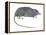 Rat Opossum (Caenolestidae), Shrew Opossum, Marsupial, Mammals-Encyclopaedia Britannica-Framed Stretched Canvas