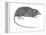 Rat Opossum (Caenolestidae), Shrew Opossum, Marsupial, Mammals-Encyclopaedia Britannica-Framed Stretched Canvas