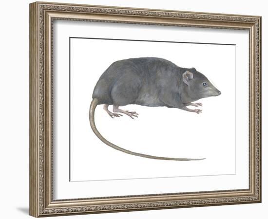 Rat Opossum (Caenolestidae), Shrew Opossum, Marsupial, Mammals-Encyclopaedia Britannica-Framed Art Print