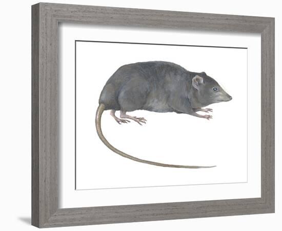 Rat Opossum (Caenolestidae), Shrew Opossum, Marsupial, Mammals-Encyclopaedia Britannica-Framed Art Print