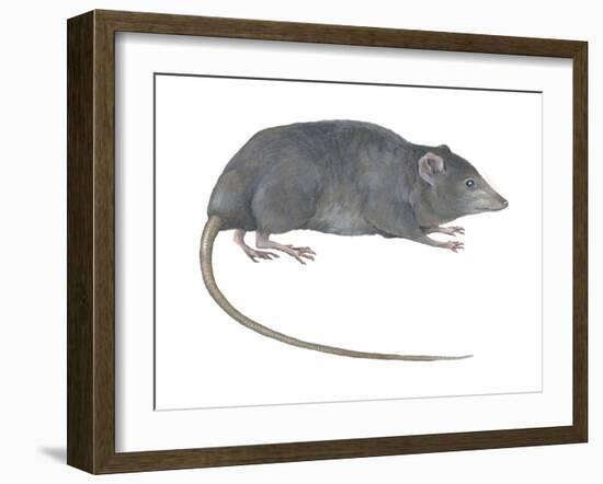 Rat Opossum (Caenolestidae), Shrew Opossum, Marsupial, Mammals-Encyclopaedia Britannica-Framed Art Print