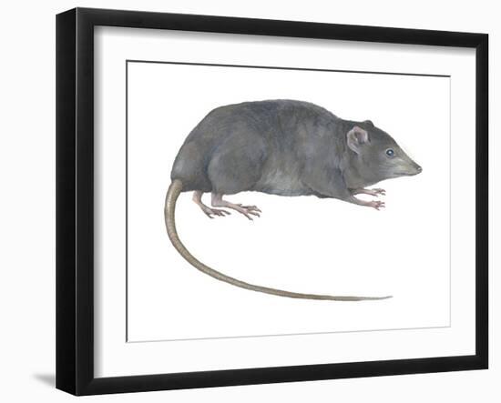 Rat Opossum (Caenolestidae), Shrew Opossum, Marsupial, Mammals-Encyclopaedia Britannica-Framed Art Print