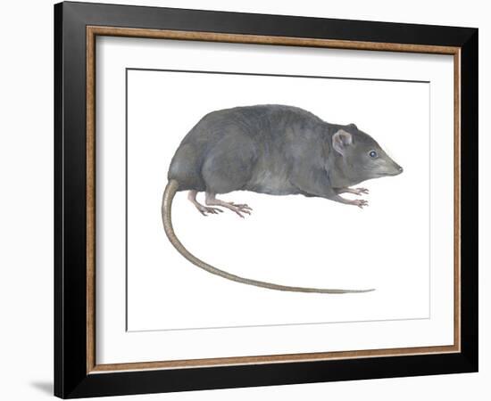 Rat Opossum (Caenolestidae), Shrew Opossum, Marsupial, Mammals-Encyclopaedia Britannica-Framed Art Print