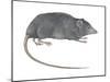 Rat Opossum (Caenolestidae), Shrew Opossum, Marsupial, Mammals-Encyclopaedia Britannica-Mounted Art Print