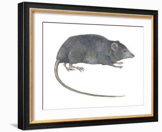 Rat Opossum (Caenolestidae), Shrew Opossum, Marsupial, Mammals-Encyclopaedia Britannica-Framed Art Print