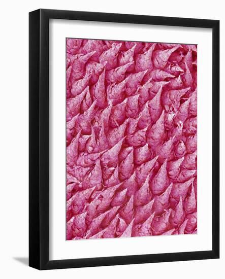 Rat Tongue-Micro Discovery-Framed Photographic Print