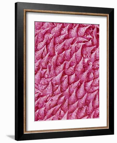 Rat Tongue-Micro Discovery-Framed Photographic Print