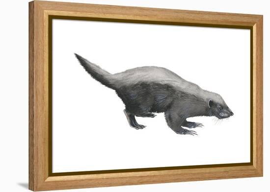 Ratel (Mellivora Capensis), Honey Badger, Weasel, Mammals-Encyclopaedia Britannica-Framed Stretched Canvas