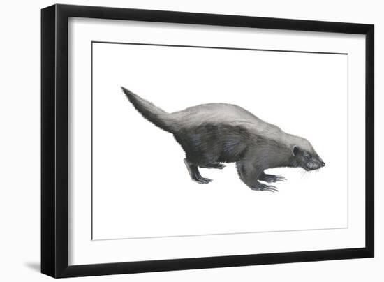 Ratel (Mellivora Capensis), Honey Badger, Weasel, Mammals-Encyclopaedia Britannica-Framed Art Print