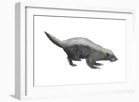 Ratel (Mellivora Capensis), Honey Badger, Weasel, Mammals-Encyclopaedia Britannica-Framed Art Print