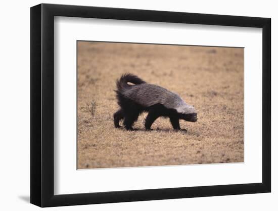 Ratel, or Honey Badger-DLILLC-Framed Photographic Print