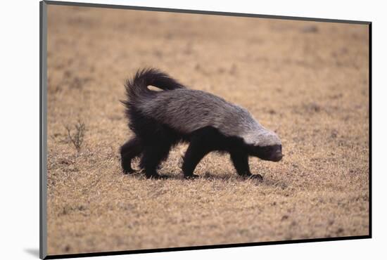 Ratel, or Honey Badger-DLILLC-Mounted Photographic Print