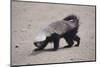 Ratel, or Honey Badger-DLILLC-Mounted Photographic Print