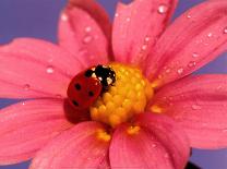 Ladybird-Ratier-Mounted Art Print