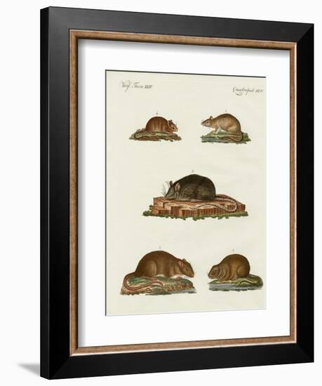 Rats and Mice-null-Framed Giclee Print