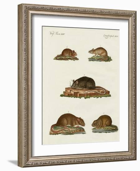 Rats and Mice-null-Framed Giclee Print