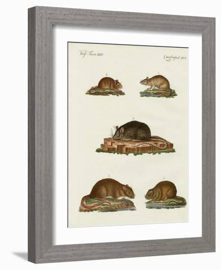 Rats and Mice-null-Framed Giclee Print