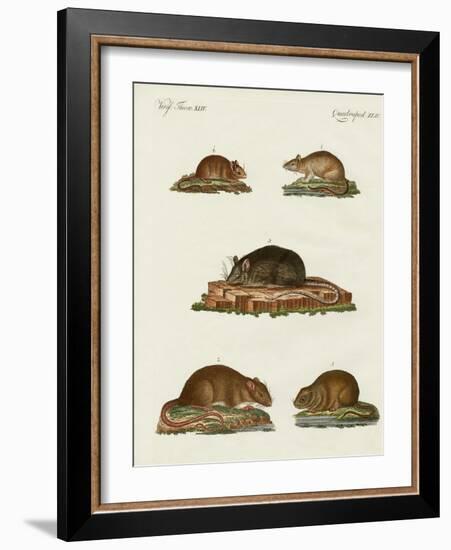 Rats and Mice-null-Framed Giclee Print