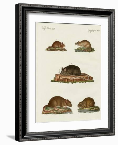 Rats and Mice-null-Framed Giclee Print